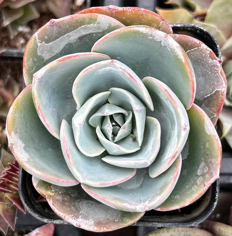 imbricata succulent Echeveria Imbricata Hybrid