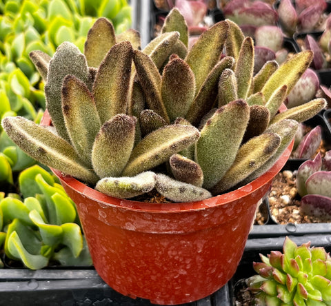 Chocolate Soldier Kalanchoe Tomentosa