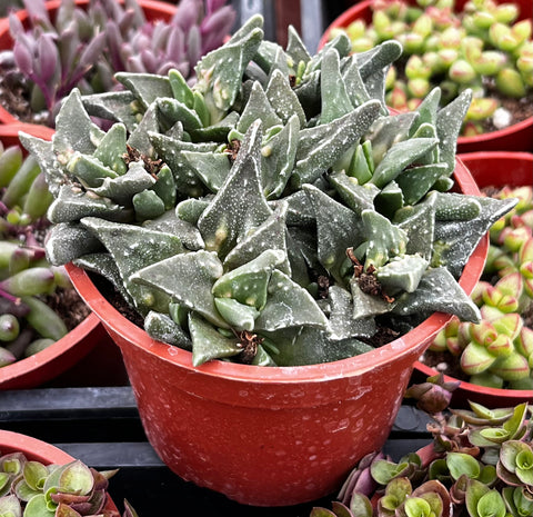 Faucaria Tigrina