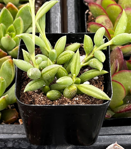 String of Bananas