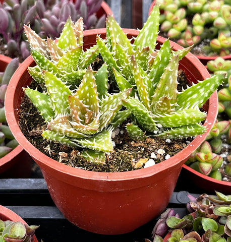 Tiger Tooth Aloe