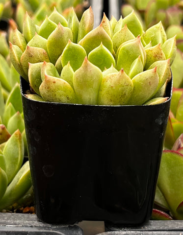 Echeveria Green Wheel