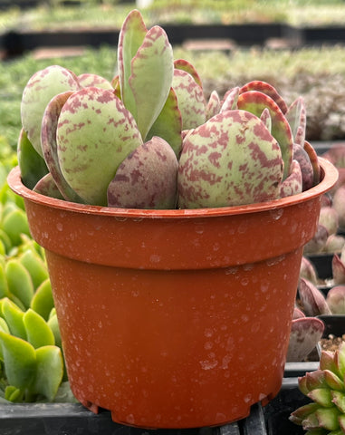 Kalanchoe Humilis Desert Surprise