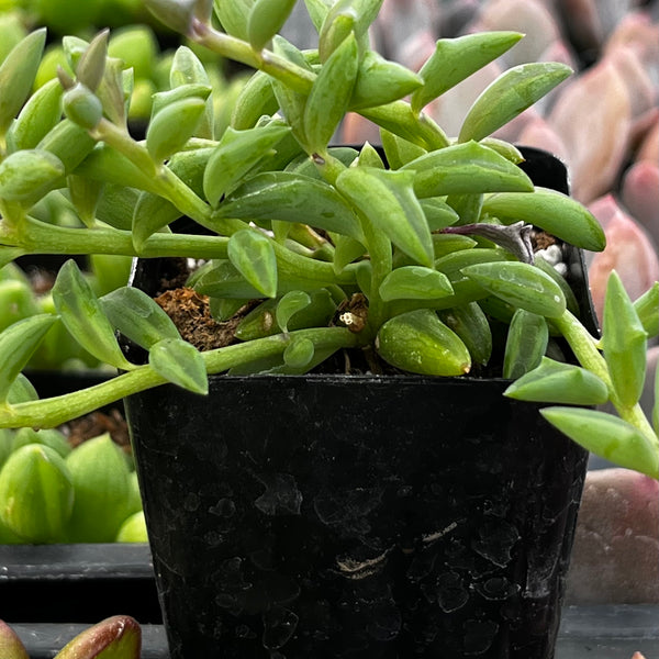 dolphin plant succulent String of Dolphins