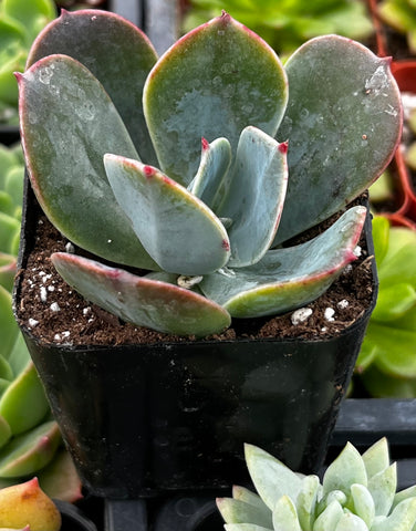 Echeveria Blue Sky
