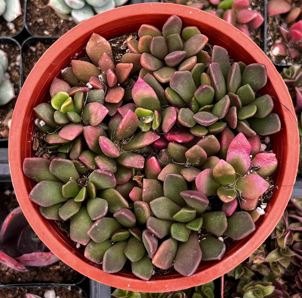 Anacampseros