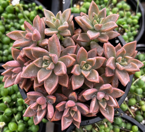 alpenglow succulent care Graptosedum Alpenglow