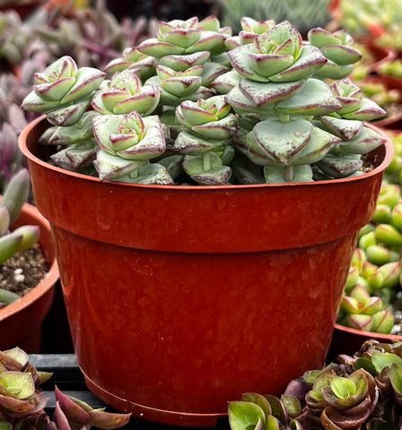 Crassula String of Buttons