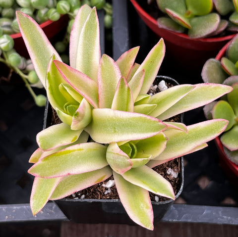 Variegated Crassula Campfire