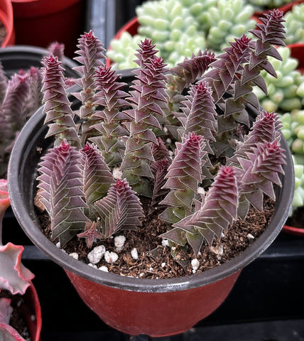 Crassula Pagoda Village