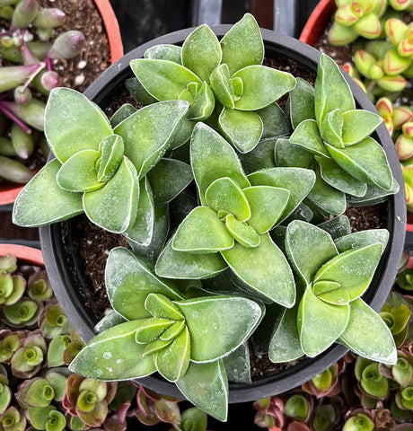 Crassula Springtime
