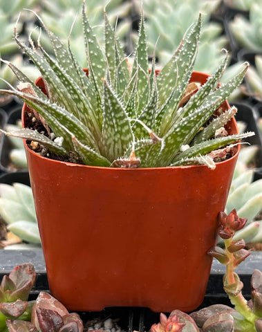 lace aloe succulents Lance Aloe