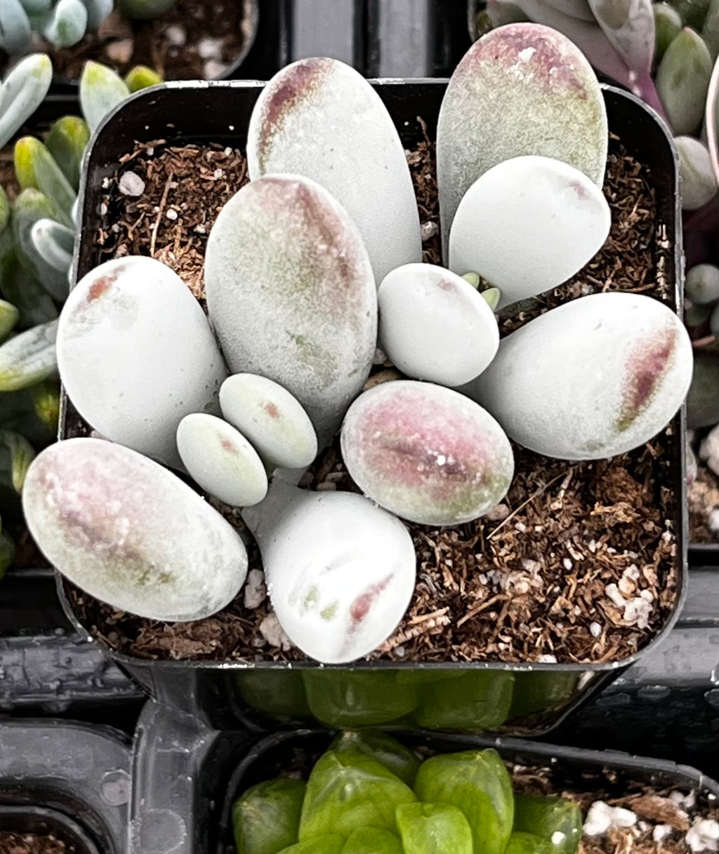 silver peak succulent Cotyledon Silver Peak