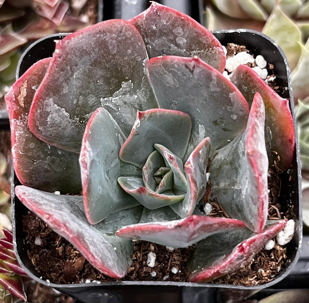 lavender succulent plant Echeveria Lavender Cloud