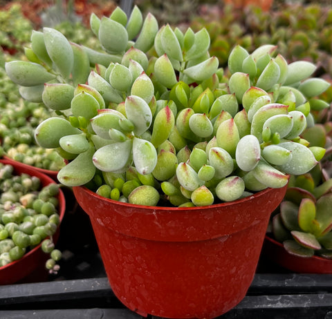 cotyledon succulents Cotyledon Pendens