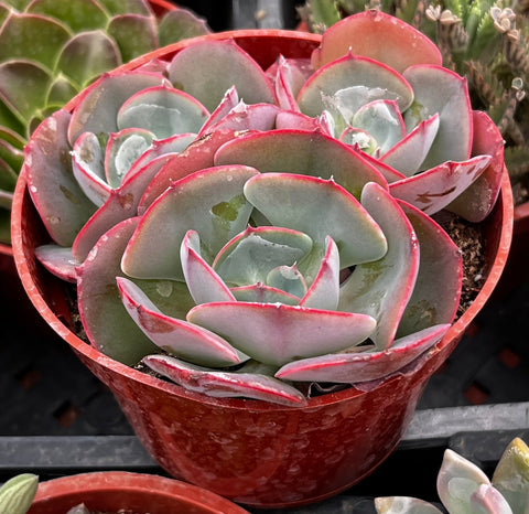 Echeveria Museli