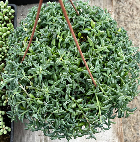 Hanging String of Dolphins 8