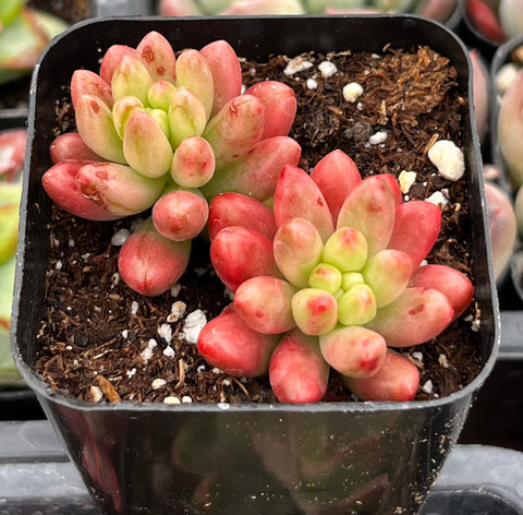 pink jelly bean succulent Buy Sedum Jelly Bean