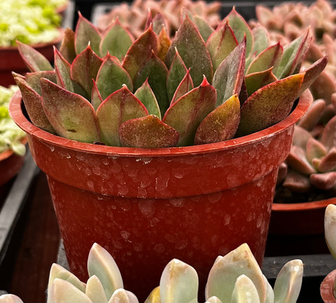 Echeveria Ana Lu