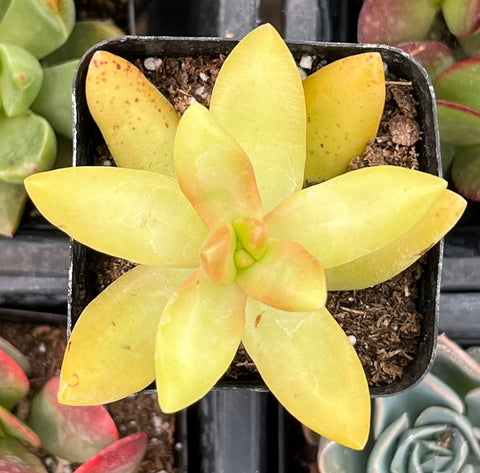 Sedum Coppertone