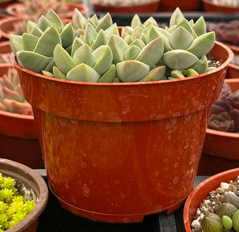 Crassula Moonglow