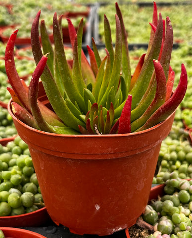 Crassula Devil's Horns