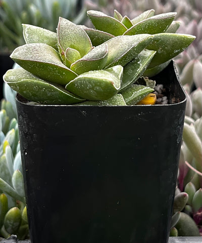 springtime succulent Crassula Springtime