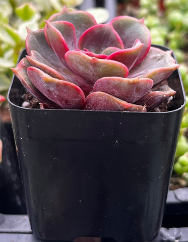 plant red ball from succulent Echeveria Red Ball