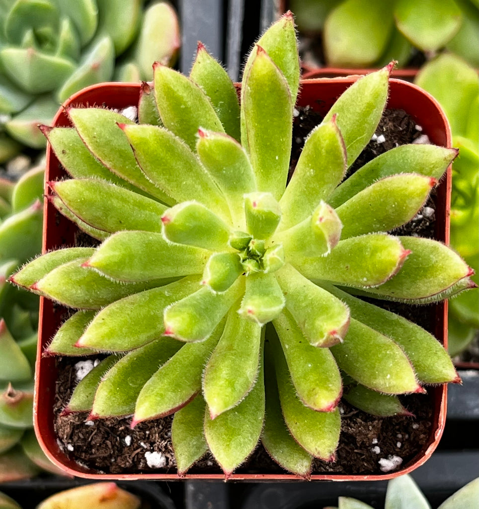 Echeveria Spruce Oliver