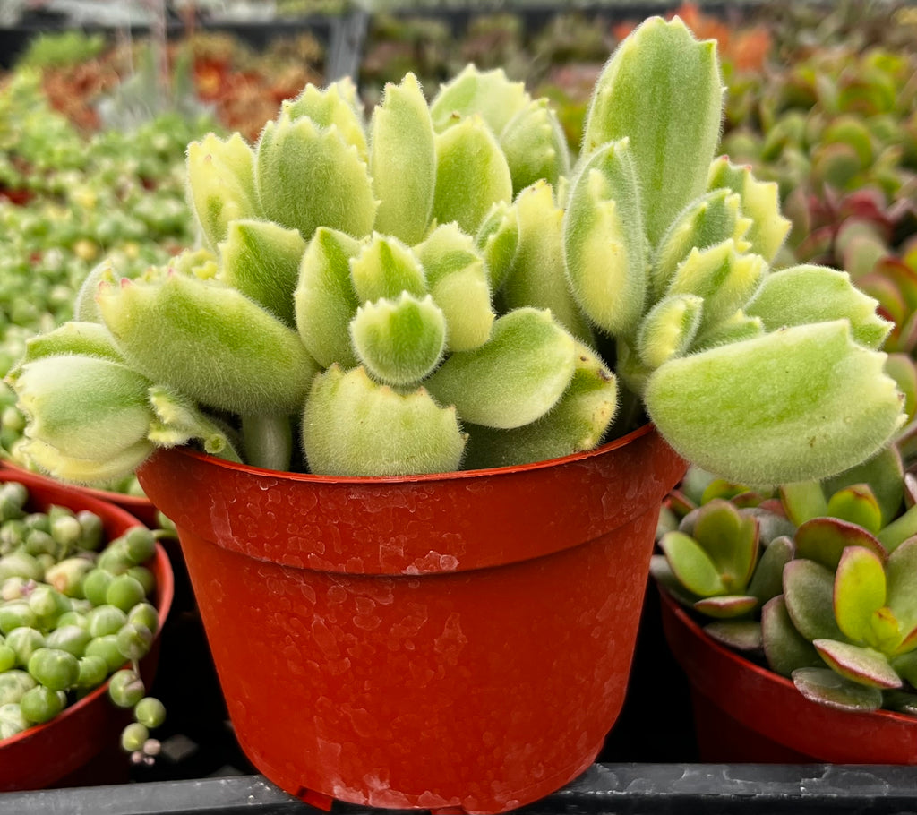 Variegated Cotyledon Bear's Paw
