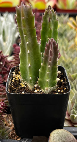 gigantea succulent Stapelia Gigantea