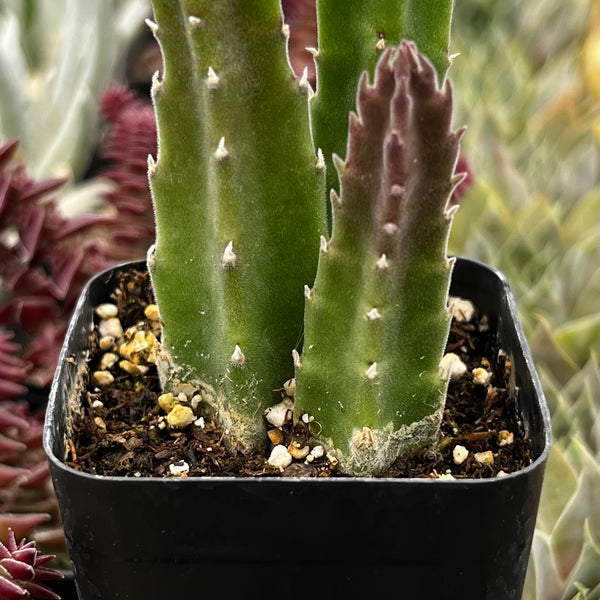 succulents stapelia Stapelia Gigantea