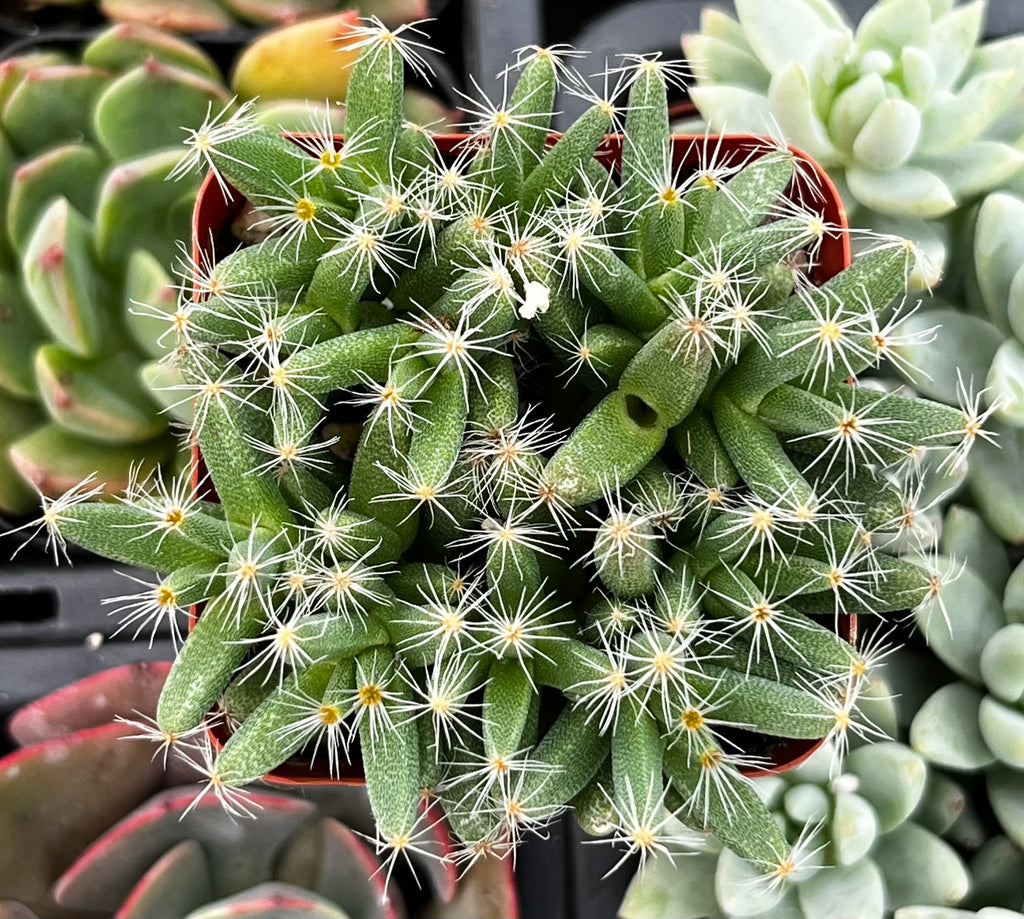 Trichodiadema Densum