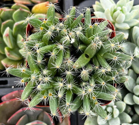 Trichodiadema Densum