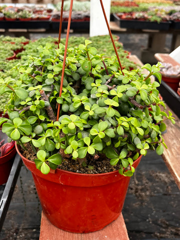 Hanging Portulacaria Afra 8