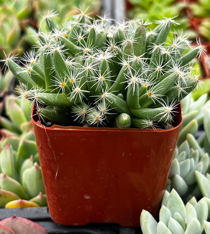 Trichodiadema Densum