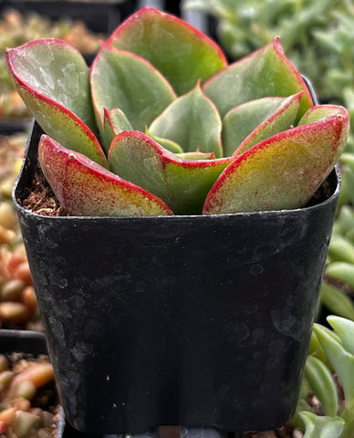 Echeveria Paso Doble