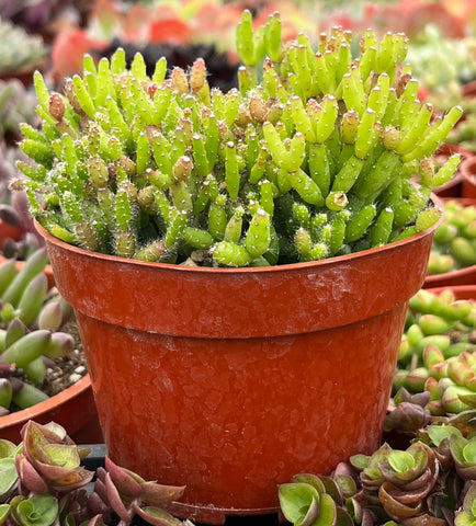 Hatiora Salicornioides