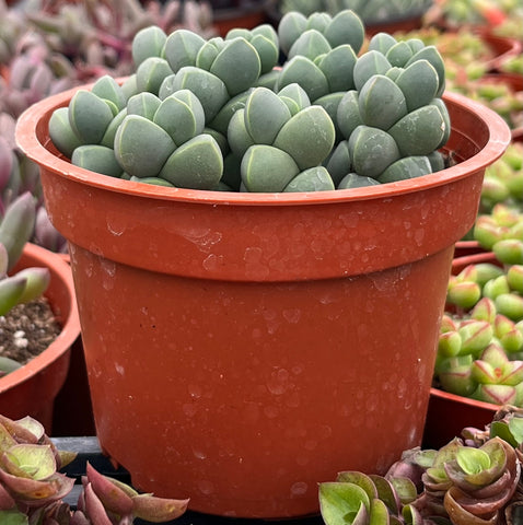 succulent ice cube Ice Plant Corpuscularia Lehmannii