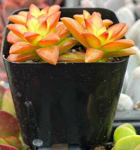 Sedum Adolphi ‘Shooting Star’ – In Succulent Love - Foto 12