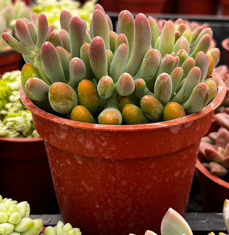 Stonecrop Jelly Bean