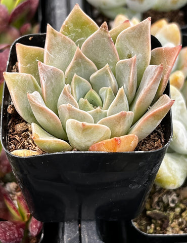 Echeveria Romance