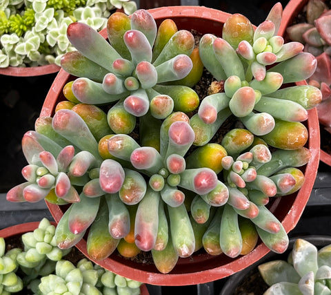 Stonecrop Jelly Bean