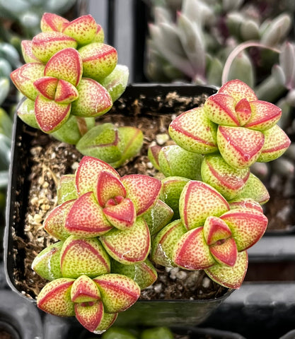 bushy succulent Crassula Brevifolia 4 inch