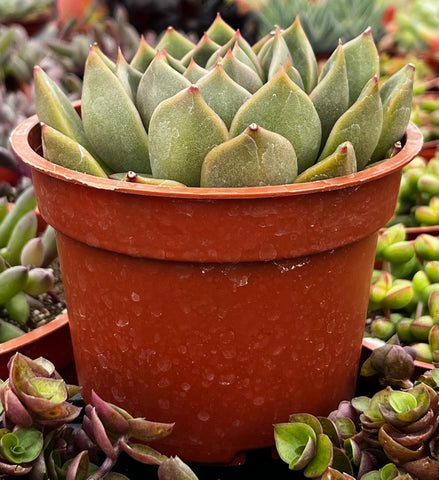 Echeveria Agavoides Prolifera