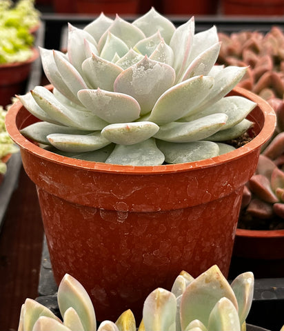 Echeveria White Rose