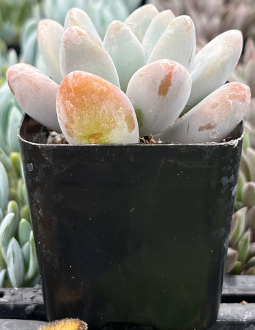 blue haze succulent Pachyphytum Blue Haze