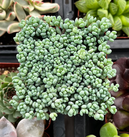 corsican stonecrop succulent Corsican Stonecrop 2 inch