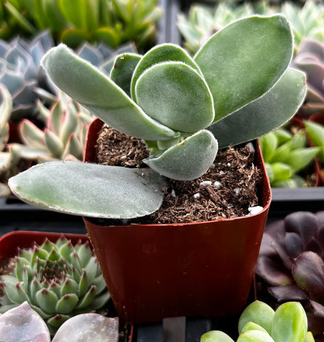 cotyledonis succulent Crassula Cotyledonis