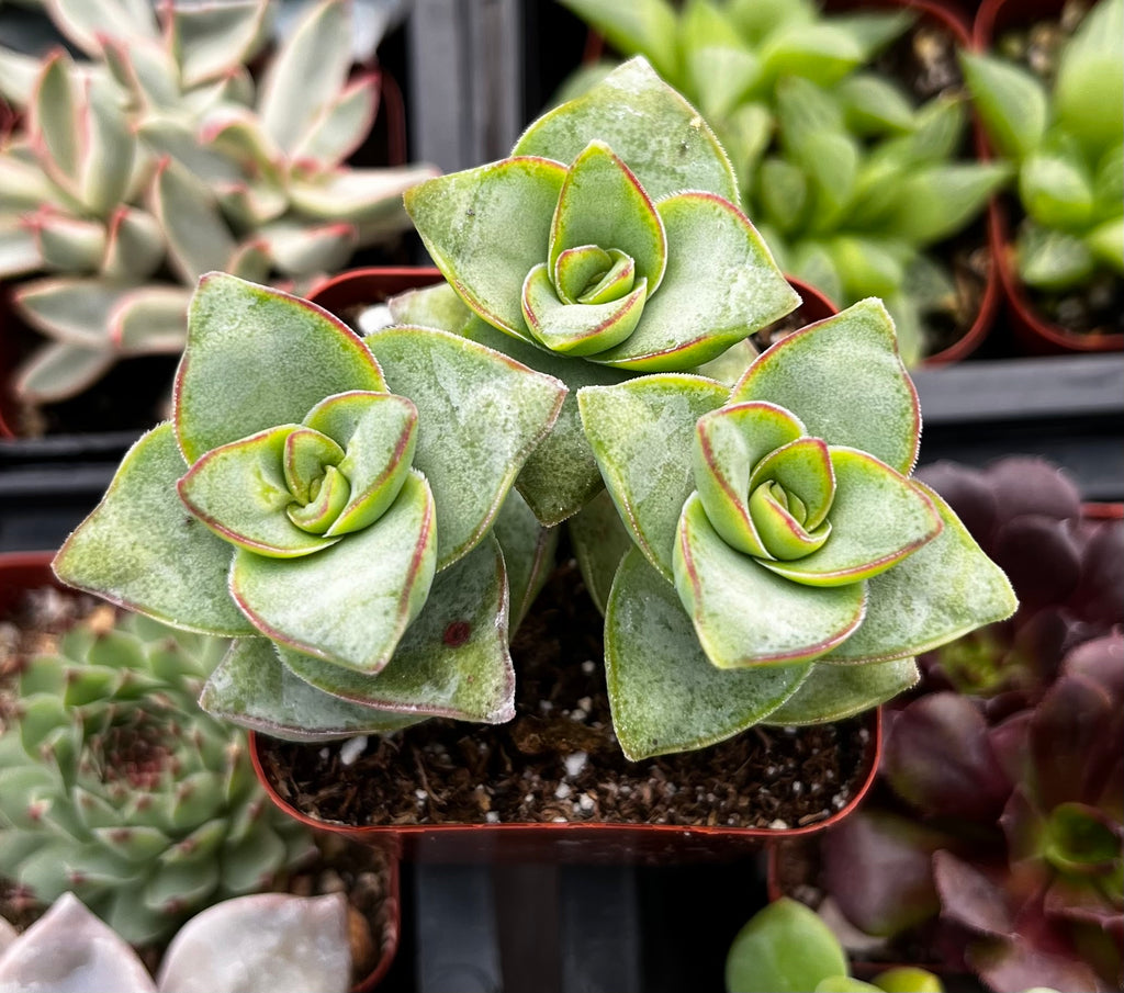 Crassula Ivory Towers 2 inch